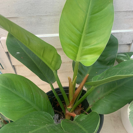 巴西蔓綠絨 - 活體植物