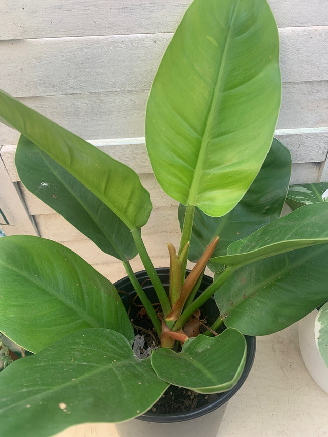 巴西蔓綠絨 - 活體植物