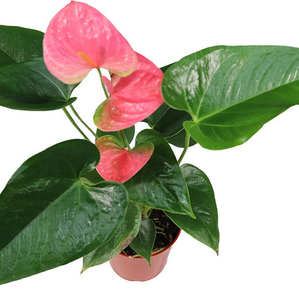 Pink Anthurium Live Plant Decor in 6 Inch Pot Easy Plant Gift, Decorative Indoor Plant