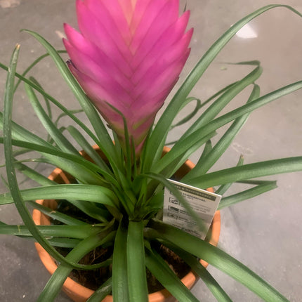Unique Pink Bromeliad Live Plants Pink and Purple-Blue Blooms, Pet-Friendly