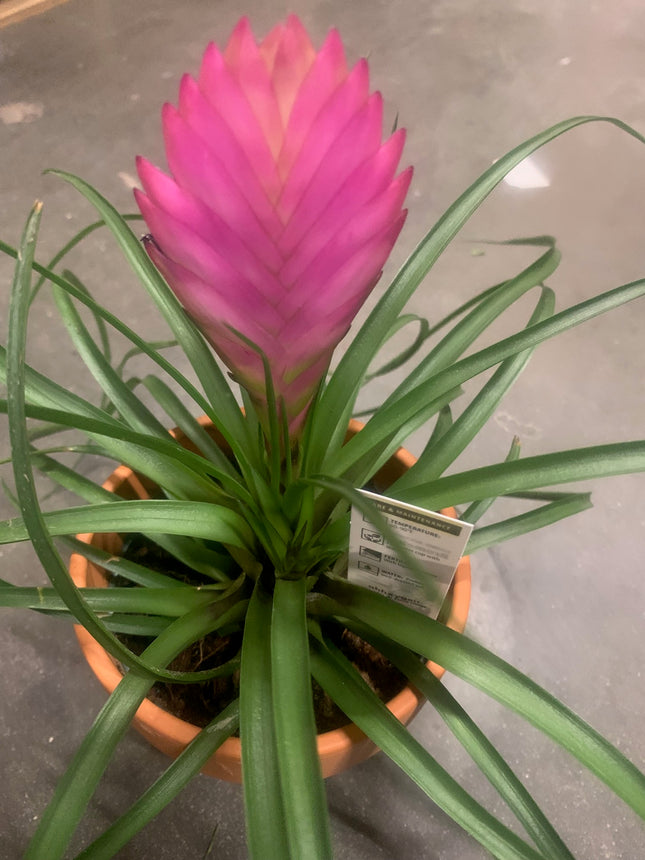 Unique Pink Bromeliad Live Plants Pink and Purple-Blue Blooms, Pet-Friendly