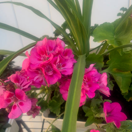 Rooted Pink Geraniums and Petunia Fern on Basket outdoor Patio or Balcony