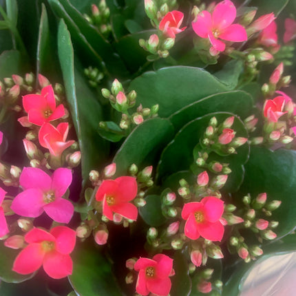 Rooted Red Kalanchoe Holiday Gift Plants Indoor Plant and Outdoor plant