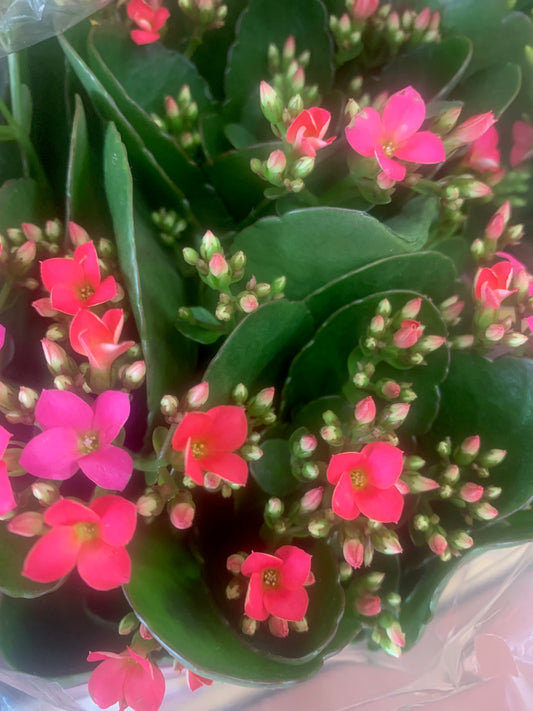Rooted Pink Kerinci Rose Kalanchoe Plants in pot balcony yard or outdoor