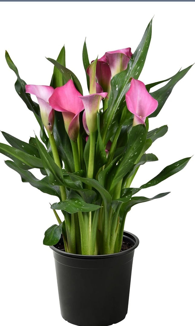 Indoor Plants Calla Pink flowers in Pot for Valentine Day and Mother Day Home Decoration