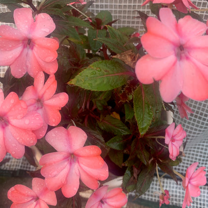 Rooted Mixed Impatiens Plant for White, Pink, Purple, Red, Light Pink for balcony home decoration in pot or basket