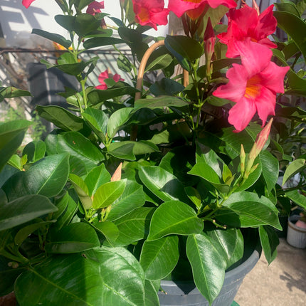 Annual Live Pink Mandevilla Outdoor Plants Flowering Vines in Pots for Patio & Balcony Decor