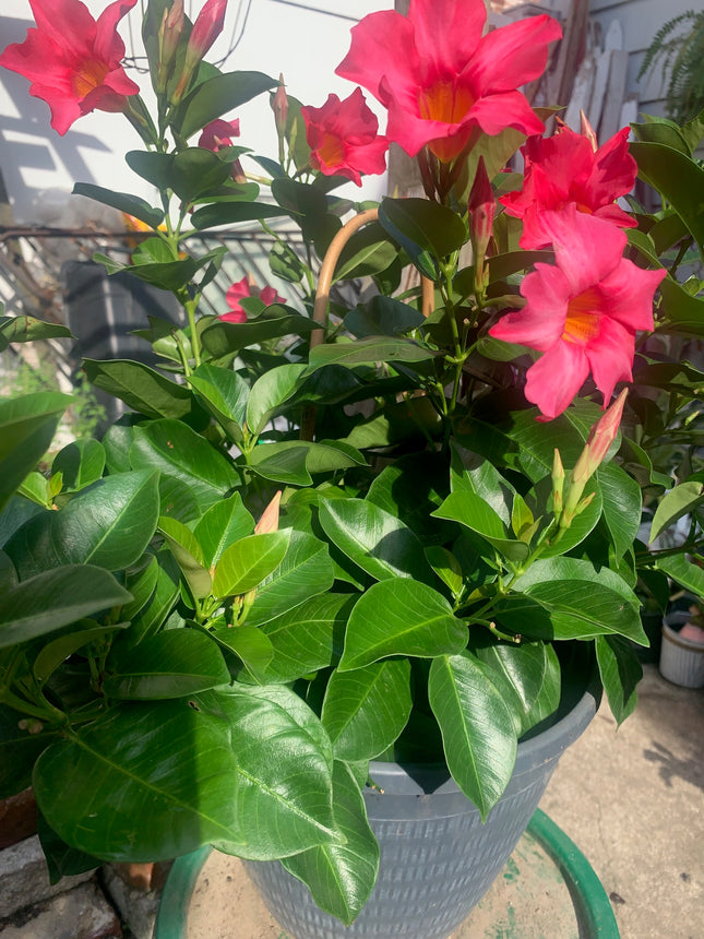 Annual Live Pink Mandevilla Outdoor Plants Flowering Vines in Pots for Patio & Balcony Decor