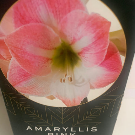 Amaryllis  Pink Plant Bulbs Flowering Blooms for Holiday Indoors Decoration