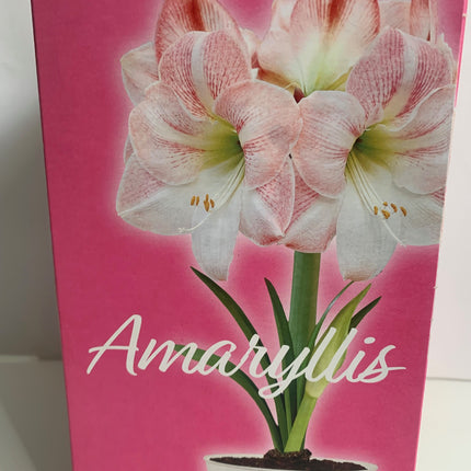Amaryllis Plant Bulbs Red, Pink, White, Red Stripe Flowering Blooms for Holiday Indoors