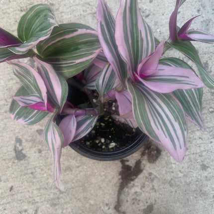 紫露草屬植物 室內植物 紫色和粉紅色