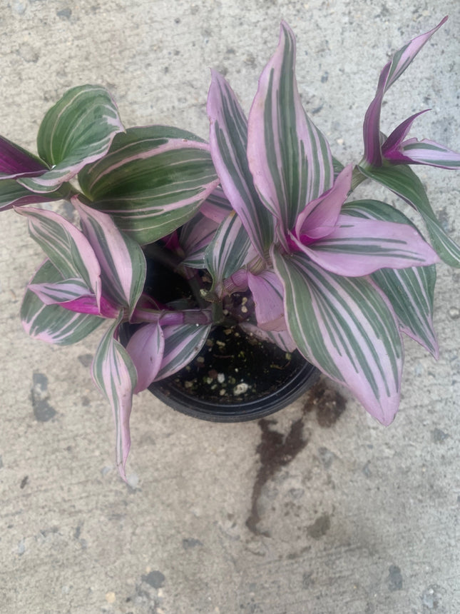 紫露草屬植物 室內植物 紫色和粉紅色