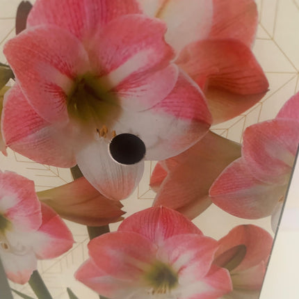 Amaryllis  Pink Plant Bulbs Flowering Blooms for Holiday Indoors Decoration