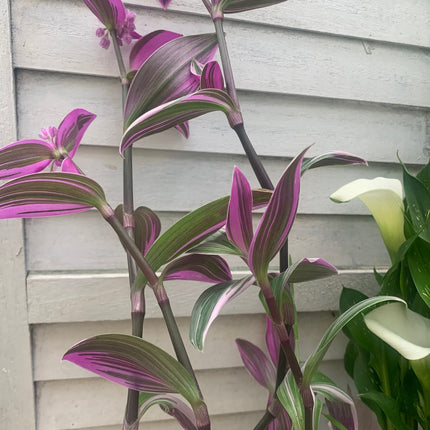 紫露草屬植物 室內植物 紫色和粉紅色