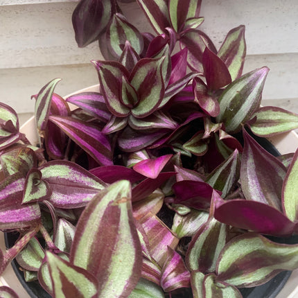 紫露草屬植物 室內植物 紫色和粉紅色