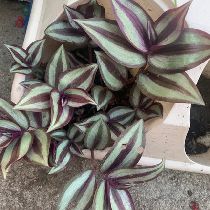 紫露草屬植物 室內植物 粉紅條紋 多色