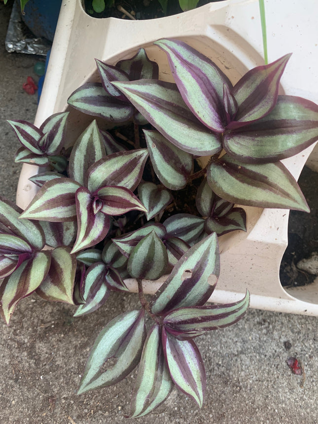 紫露草屬植物 室內植物 粉紅條紋 多色