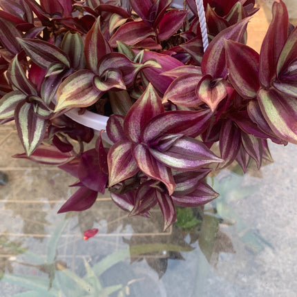 紫露草屬植物 室內植物 粉紅條紋 多色