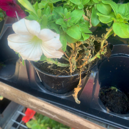 Rooted Annual Plants  Purple flowers Petunia Summer Garden Flower