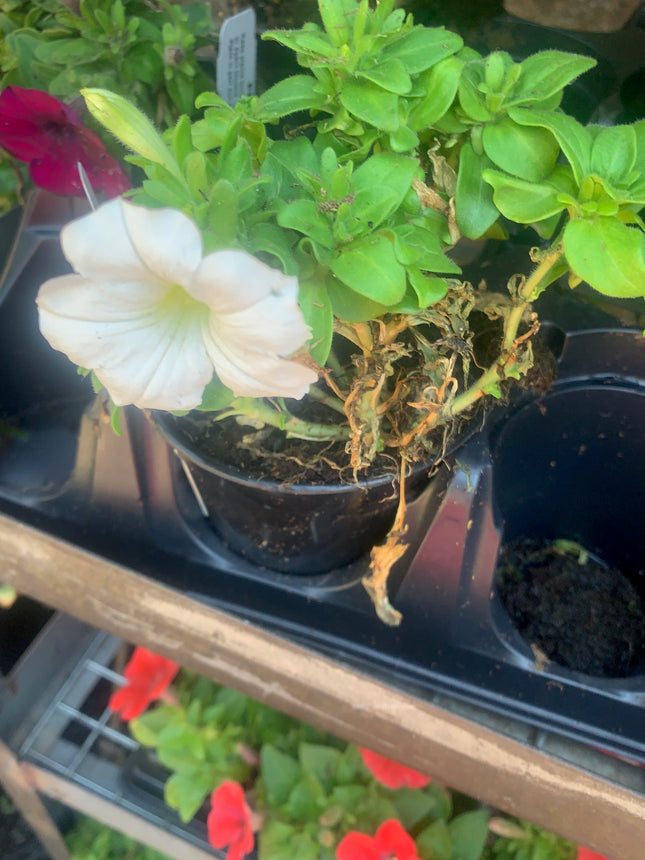 Rooted Annual Plants White flowers Petunia Summer Garden Flower