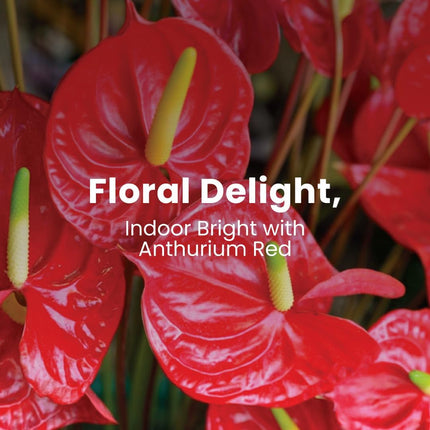 Red Anthurium Live Plant Decor in 6 Inch Pot Easy Plant Gift, Decorative Indoor Plant