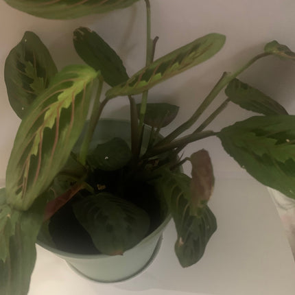 Maranta Red Prayer Plant Purifies the air Indoor plant