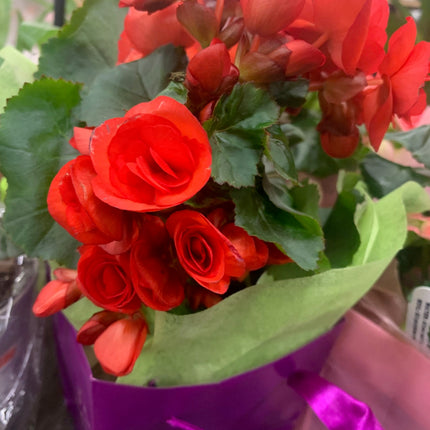 Rooted Begonia Indoor and Outdoor plant Gift Plant Mother Day and Holidays Celebration