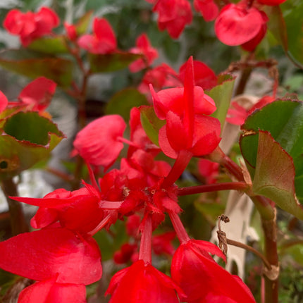 Rooted Red Begonia coleus outdoor Patio or Balcony