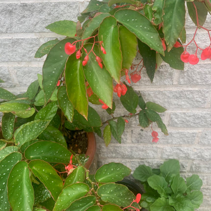 Rooted Red Heart Begonia Unique Leave with White Spot outdoor Patio or Balcony