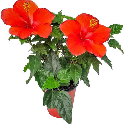 Pink Hibiscus Plant Ideal for Patios or Balconies Any Space For Spring and Summer