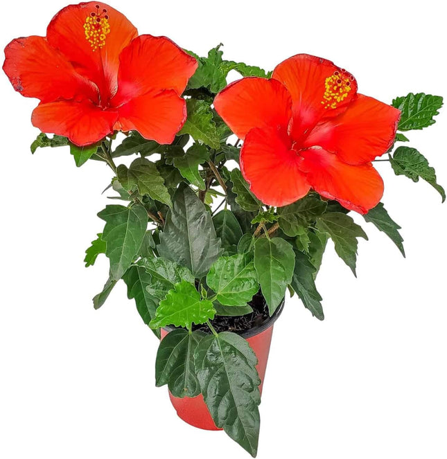 Red Hibiscus Plant Ideal for Patios or Balconies Any Space for Spring and Summer