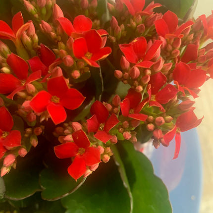 Rooted Red Kalanchoe Holiday Gift Plants Indoor Plant and Outdoor plant