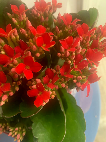Rooted Kalanchoe Holiday Gift Plants in pot balcony yard or outdoor