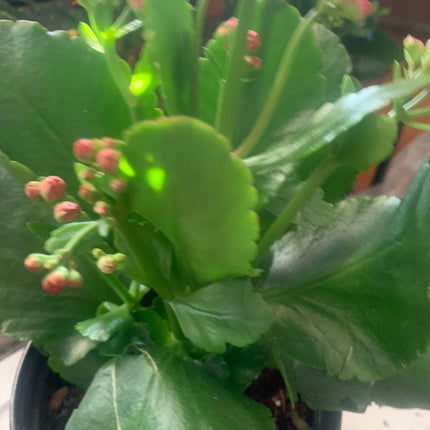 Rooted Double Petal White Kalanchoe Indoor Plants Gift Plant for Easter Day and Mother day