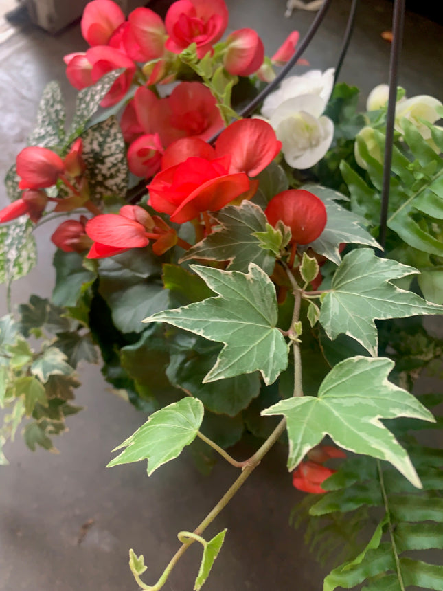 Rooted MultiColor Begonia beautiful color Addition to Outdoor Patio or Balcony Annual Season