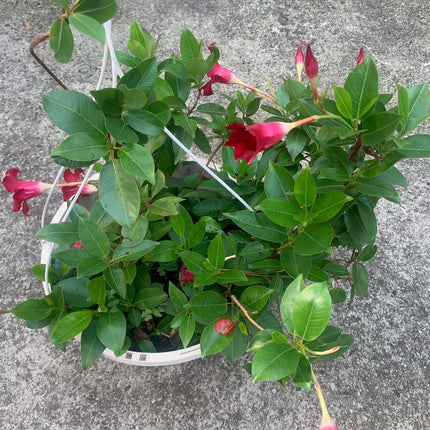 Annual Live Red Mandevilla Outdoor Plants Flowering Vines in Pots for Patio & Balcony Decor