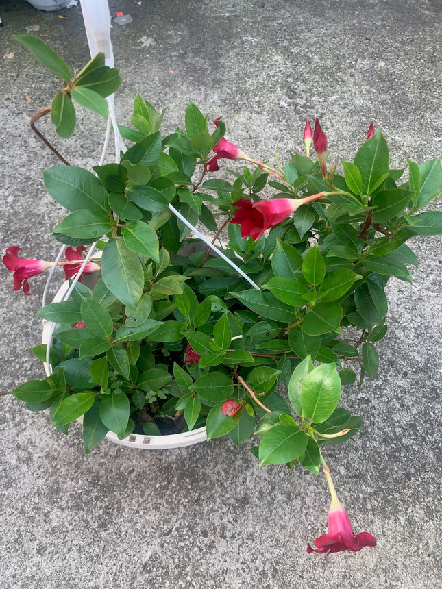 Annual Live Red Mandevilla Outdoor Plants Flowering Vines in Pots for Patio & Balcony Decor