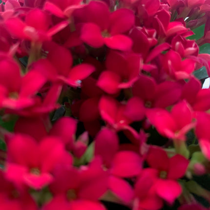 Rooted Pink Kalanchoe Holiday Gift Plants in pot Indoor plants and outdoor plants