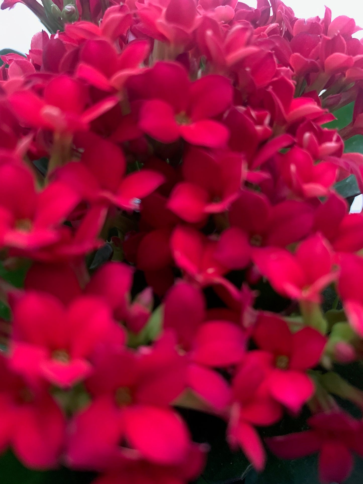 Rooted Kalanchoe Holiday Gift Plants in pot balcony yard or outdoor