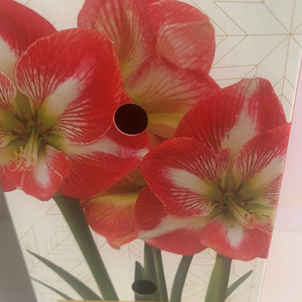 Amaryllis Red Stripe Plant Bulbs Flowering Blooms for Holiday Indoors Decoration