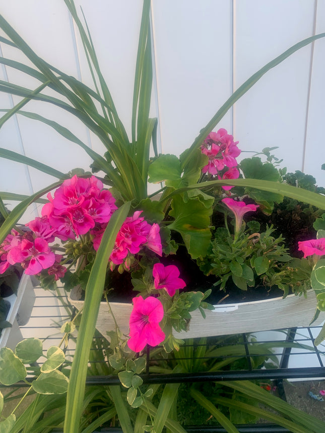 Rooted Pink Geraniums and Petunia Fern on Basket outdoor Patio or Balcony