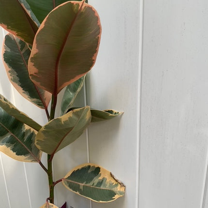 Rooted Ficus Pink Rubber Tree or Rubber Plant and transcan Indoor plant 20 -30" Tall