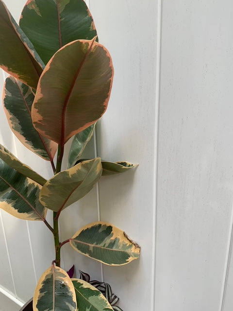 Rooted Ficus Pink Rubber Tree or Rubber Plant and transcan Indoor plant 20 -30" Tall