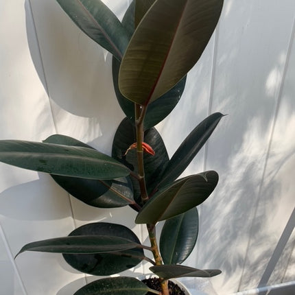 Potted Burgundy Rubber Tree or Plant Indoor plant 20-30"Tall