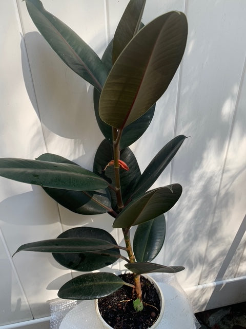 Potted Burgundy Rubber Tree or Plant Indoor plant 20-30"Tall