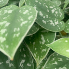 Pothos / Satin Pothos