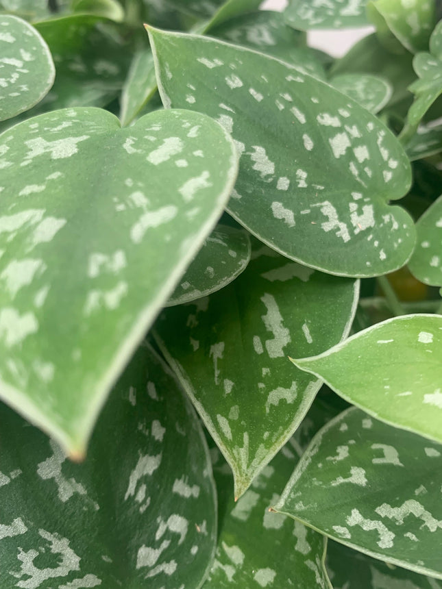 空氣清淨機綠蘿套裝室內植物入門花盆植物禮品家居裝飾室內任何房間