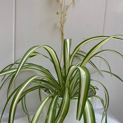 巴西蔓綠絨 - 活體植物