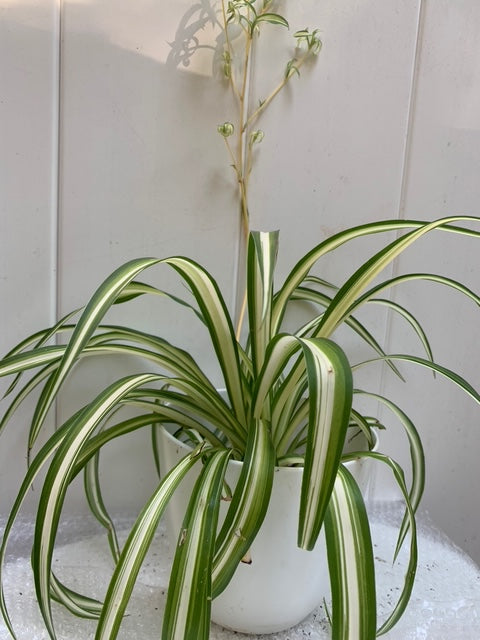 Indoor plant Spider Plant Purifies the air for home decoration