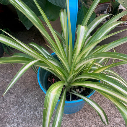 Spider Plant, Hanging Live Indoor Plant, Easy Care Hanging Trailing Houseplant in Nursery Pot, Air Purifying Plant